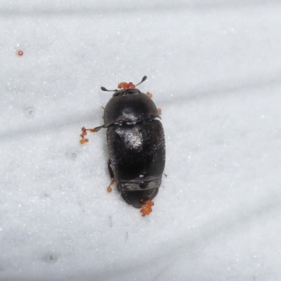 Unverified Beetle (Coleoptera) at Wellington Point, QLD - 5 Aug 2023 by TimL