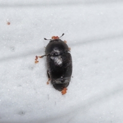 Unidentified Beetle (Coleoptera) at Wellington Point, QLD - 5 Aug 2023 by TimL