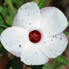 Unverified at suppressed - suppressed