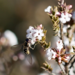 Melangyna sp. (genus) (Hover Fly) at Block 402 - 5 Aug 2023 by KorinneM