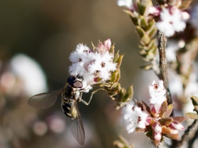 Melangyna sp. (genus) (Hover Fly) at Stromlo, ACT - 5 Aug 2023 by KorinneM