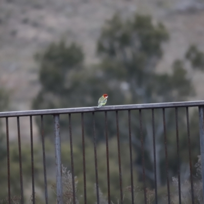 Platycercus eximius (Eastern Rosella) at Whitlam, ACT - 6 Aug 2023 by JimL