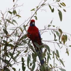 Platycercus elegans (Crimson Rosella) at Whitlam, ACT - 6 Aug 2023 by JimL