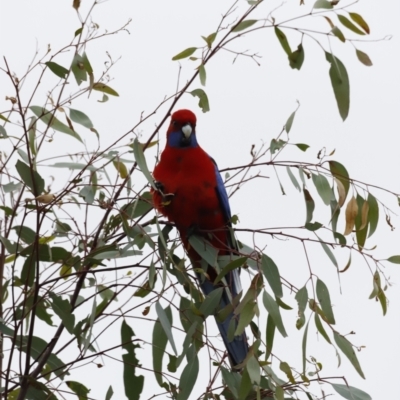 Platycercus elegans (Crimson Rosella) at Namarag NR - 5 Aug 2023 by JimL