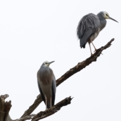 Egretta novaehollandiae (White-faced Heron) at Whitlam, ACT - 6 Aug 2023 by JimL