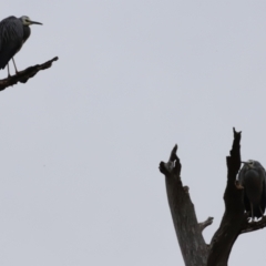 Egretta novaehollandiae at Whitlam, ACT - 6 Aug 2023