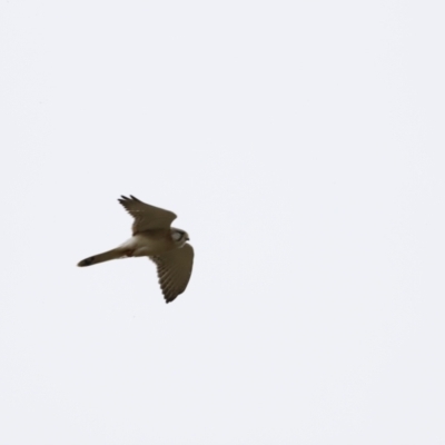 Falco cenchroides (Nankeen Kestrel) at Molonglo River Reserve - 5 Aug 2023 by JimL