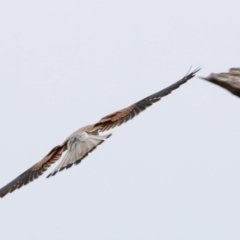 Falco cenchroides at Whitlam, ACT - 6 Aug 2023 08:33 AM