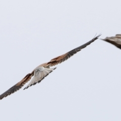 Falco cenchroides at Whitlam, ACT - 6 Aug 2023
