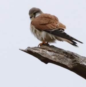 Falco cenchroides at Whitlam, ACT - 6 Aug 2023 08:33 AM