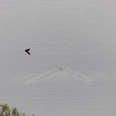 Ornithorhynchus anatinus (Platypus) at Molonglo River Reserve - 5 Aug 2023 by JimL