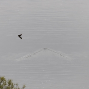 Ornithorhynchus anatinus at Whitlam, ACT - 6 Aug 2023