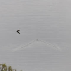 Ornithorhynchus anatinus at Whitlam, ACT - 6 Aug 2023