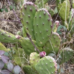 Opuntia sp. (Prickly Pear) at Denman Prospect, ACT - 5 Aug 2023 by JimL