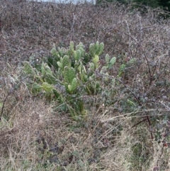 Opuntia sp. at Denman Prospect, ACT - 6 Aug 2023