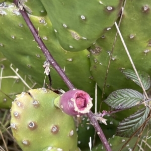 Opuntia sp. at Denman Prospect, ACT - 6 Aug 2023