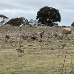 Macropus giganteus (Eastern Grey Kangaroo) at Whitlam, ACT - 5 Aug 2023 by JimL