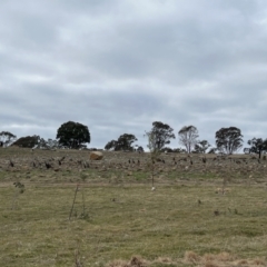 Macropus giganteus at Whitlam, ACT - 6 Aug 2023 08:39 AM