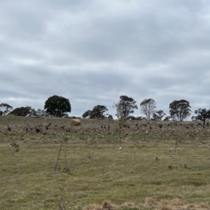 Macropus giganteus at Whitlam, ACT - 6 Aug 2023 08:39 AM