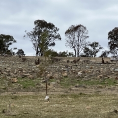 Macropus giganteus at Whitlam, ACT - 6 Aug 2023