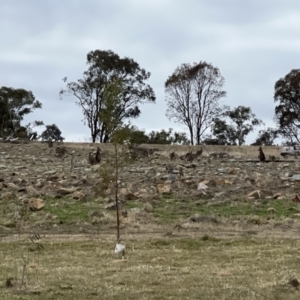 Macropus giganteus at Whitlam, ACT - 6 Aug 2023 08:39 AM