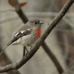 Petroica boodang (Scarlet Robin) at Red Hill, ACT - 6 Aug 2023 by BenW