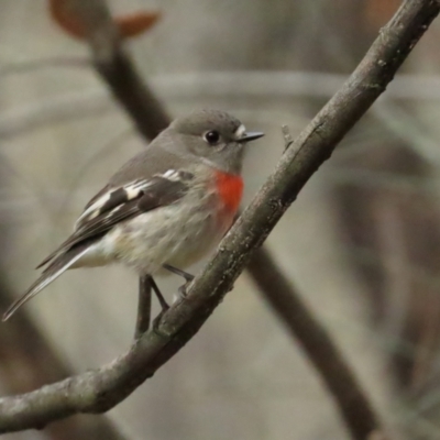 Petroica boodang (Scarlet Robin) at Red Hill Nature Reserve - 5 Aug 2023 by TomW