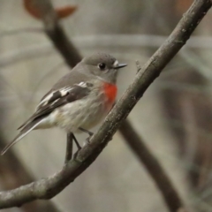 Petroica boodang (Scarlet Robin) at Red Hill, ACT - 5 Aug 2023 by TomW