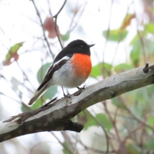 Petroica boodang at Red Hill, ACT - 6 Aug 2023 09:19 AM