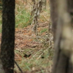 Pyrrholaemus sagittatus (Speckled Warbler) at Red Hill, ACT - 6 Aug 2023 by BenW