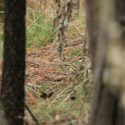 Pyrrholaemus sagittatus (Speckled Warbler) at Red Hill, ACT - 6 Aug 2023 by BenW