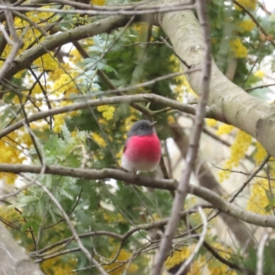 Petroica rosea (Rose Robin) at Red Hill, ACT - 6 Aug 2023 by BenW
