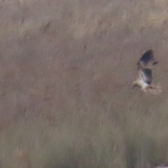 Haliastur sphenurus (Whistling Kite) at Lake George, NSW - 5 Aug 2023 by BenW