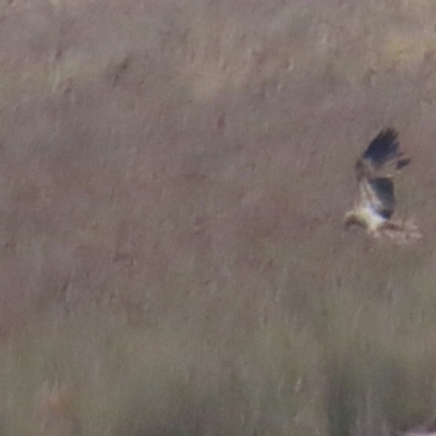 Haliastur sphenurus (Whistling Kite) at Lake George, NSW - 5 Aug 2023 by BenW