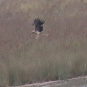 Haliastur sphenurus at Lake George, NSW - 5 Aug 2023 11:27 AM