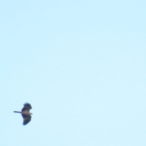 Haliastur sphenurus at Lake George, NSW - 5 Aug 2023 11:27 AM