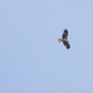 Haliastur sphenurus at Lake George, NSW - 5 Aug 2023 11:27 AM