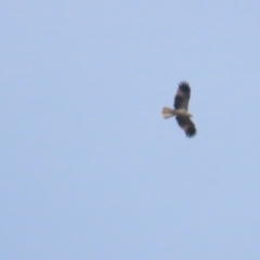 Haliastur sphenurus at Lake George, NSW - 5 Aug 2023