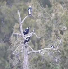 Gymnorhina tibicen (Australian Magpie) at Denman Prospect, ACT - 6 Aug 2023 by JimL