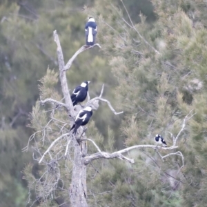 Gymnorhina tibicen at Denman Prospect, ACT - 6 Aug 2023