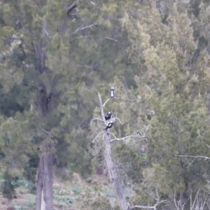 Gymnorhina tibicen at Denman Prospect, ACT - 6 Aug 2023