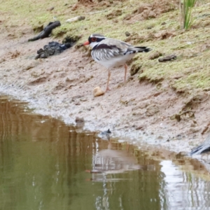 Charadrius melanops at Whitlam, ACT - 6 Aug 2023 08:34 AM