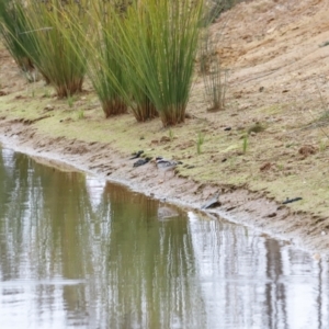 Charadrius melanops at Whitlam, ACT - 6 Aug 2023