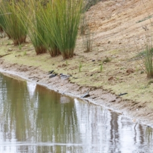 Charadrius melanops at Whitlam, ACT - 6 Aug 2023 08:34 AM