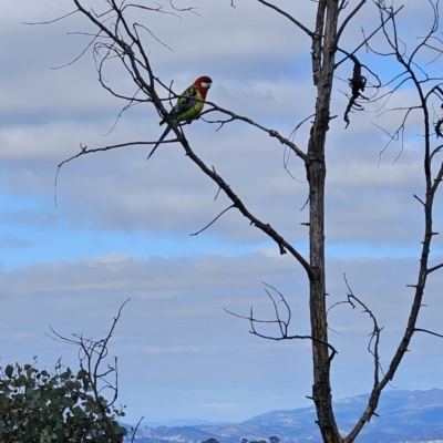 Platycercus eximius (Eastern Rosella) at Cooleman Ridge - 6 Aug 2023 by BethanyDunne
