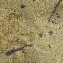 Atypichthys strigatus at Bargara, QLD - 19 Jul 2023 by Gaylesp8