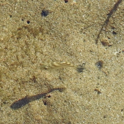 Atypichthys strigatus at Bargara, QLD - 19 Jul 2023 by Gaylesp8