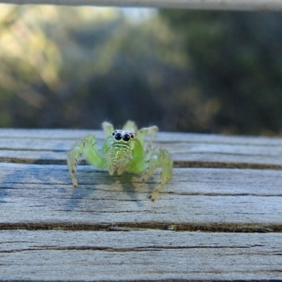 Mopsus mormon (Green Jumping Spider) at Bargara, QLD - 19 Jul 2023 by Gaylesp8