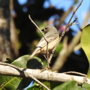 Pachycephala rufiventris at Bargara, QLD - 19 Jul 2023