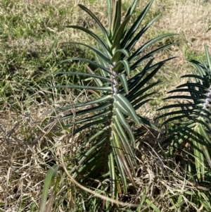 Euphorbia lathyris at Tharwa, ACT - 6 Aug 2023